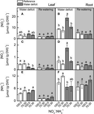 Enhanced Nitric Oxide Synthesis Through Nitrate Supply Improves Drought Tolerance of Sugarcane Plants